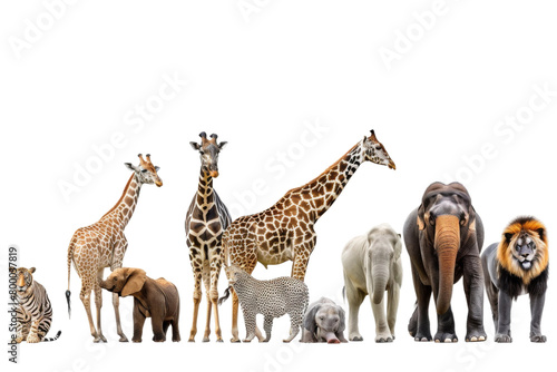 Zoo Banner On Transparent Background.