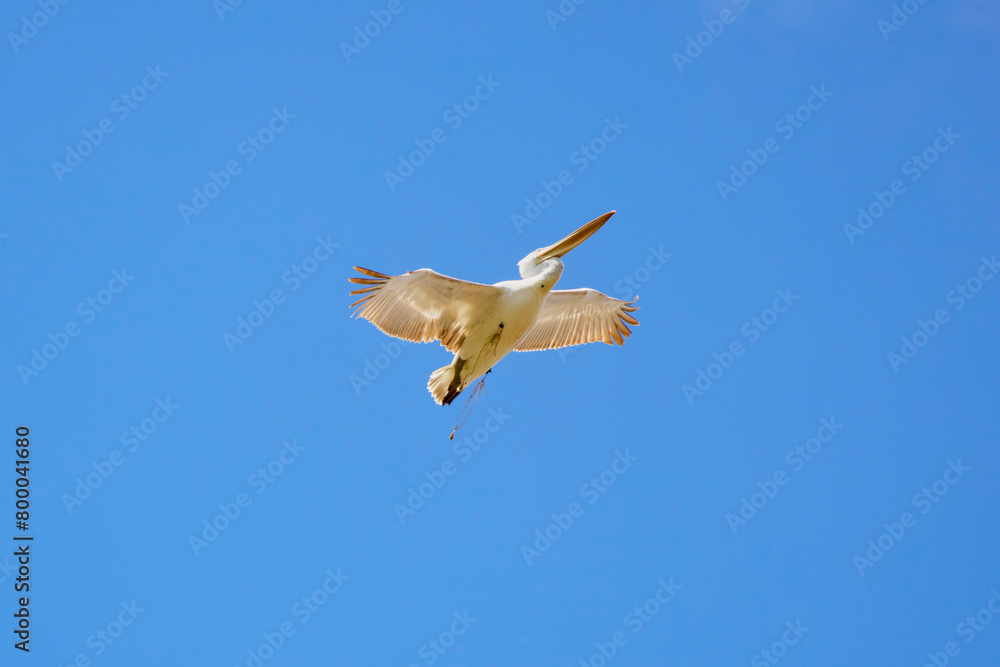 Obraz premium pelican in flight in the sky migrating towards the Danube delta.