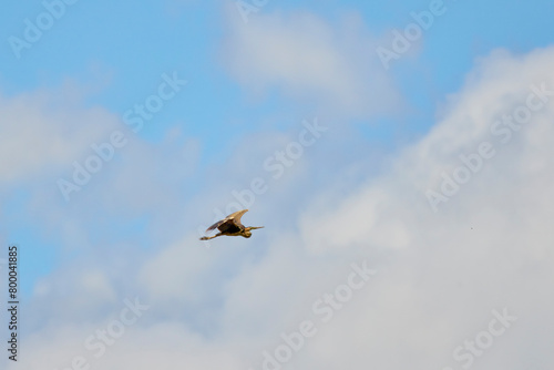 Image of a flying purple heron in the sky.