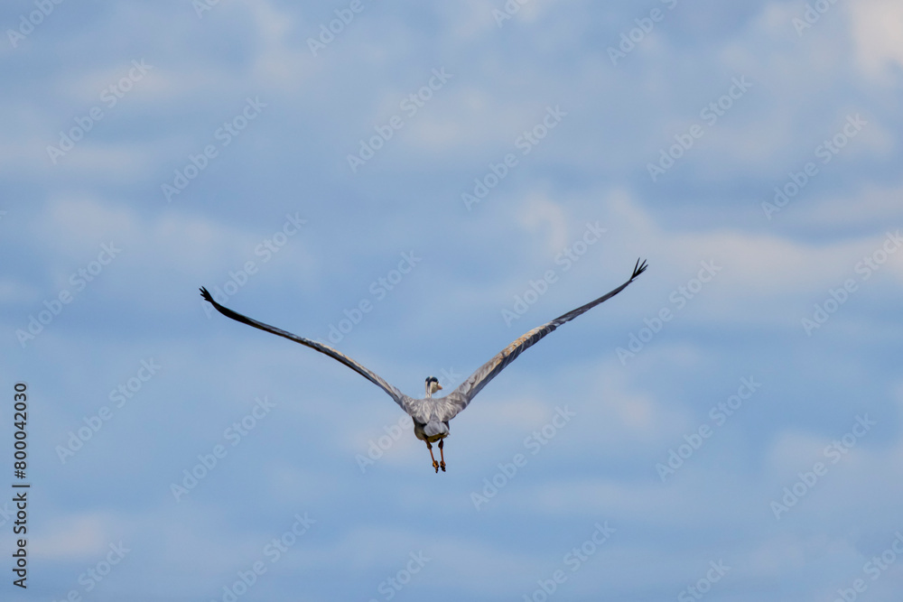Grey heron in flight (Ardea cinerea) Grey heron in flight (Ardea cinerea)