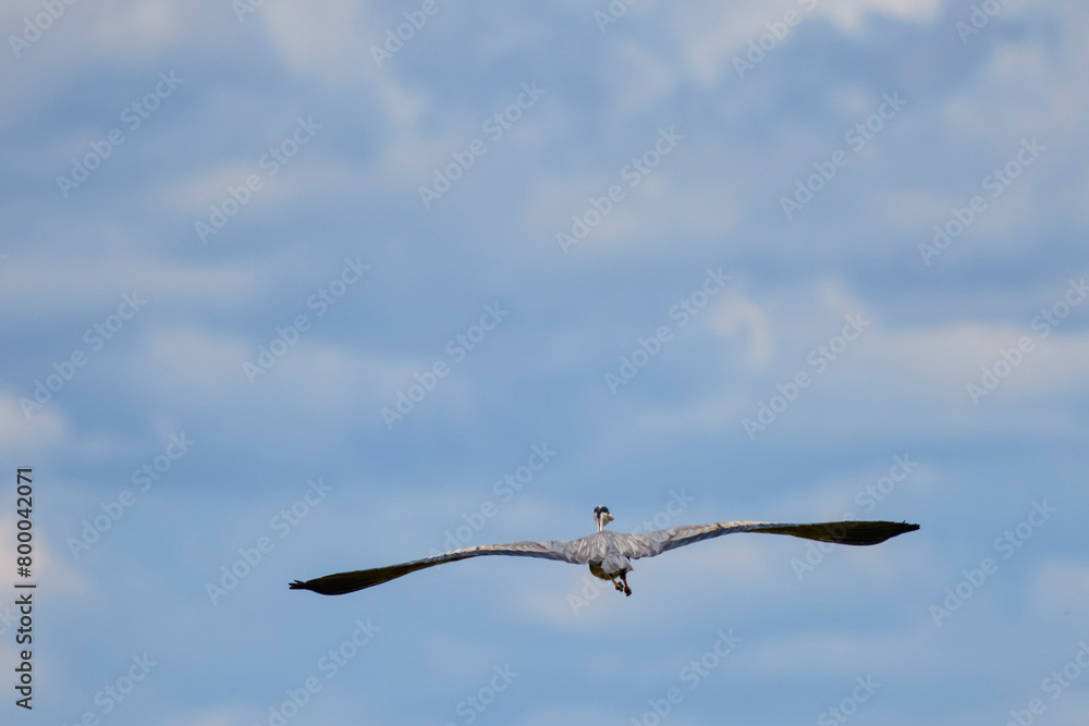 Grey heron in flight (Ardea cinerea) Grey heron in flight (Ardea cinerea)