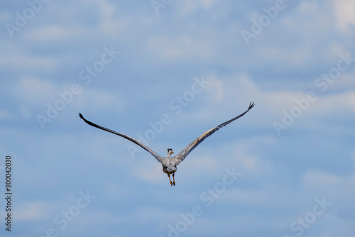 Grey heron in flight (Ardea cinerea)