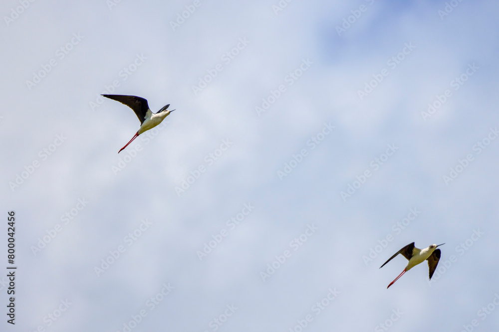 Fototapeta premium Black winged stilt (Himantopus himantopus) captured while in flight