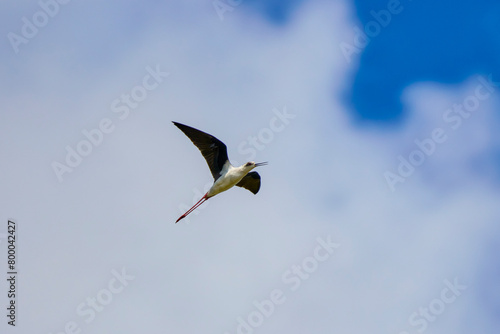 Black winged stilt (Himantopus himantopus) captured while in flight