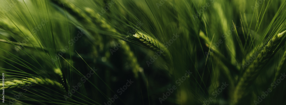 Naklejka premium Unripe green barley cereal crops in cultivated field