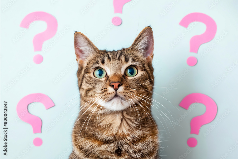 Naklejka premium A cat is staring at a wall with pink question marks. The cat's eyes are open and it is curious about the questions. The pink background adds a playful and whimsical touch to the image