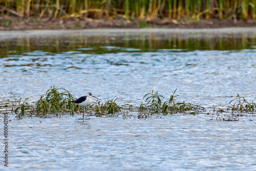 Black-winged stilt (Himantopus himantopus), a wading bird feeding on tiny water creatures in a flooded marsh