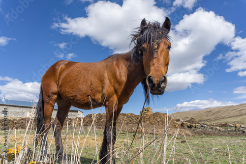 Young brown horse on a leash in a clearing with grass. Bright blue sky with clouds.