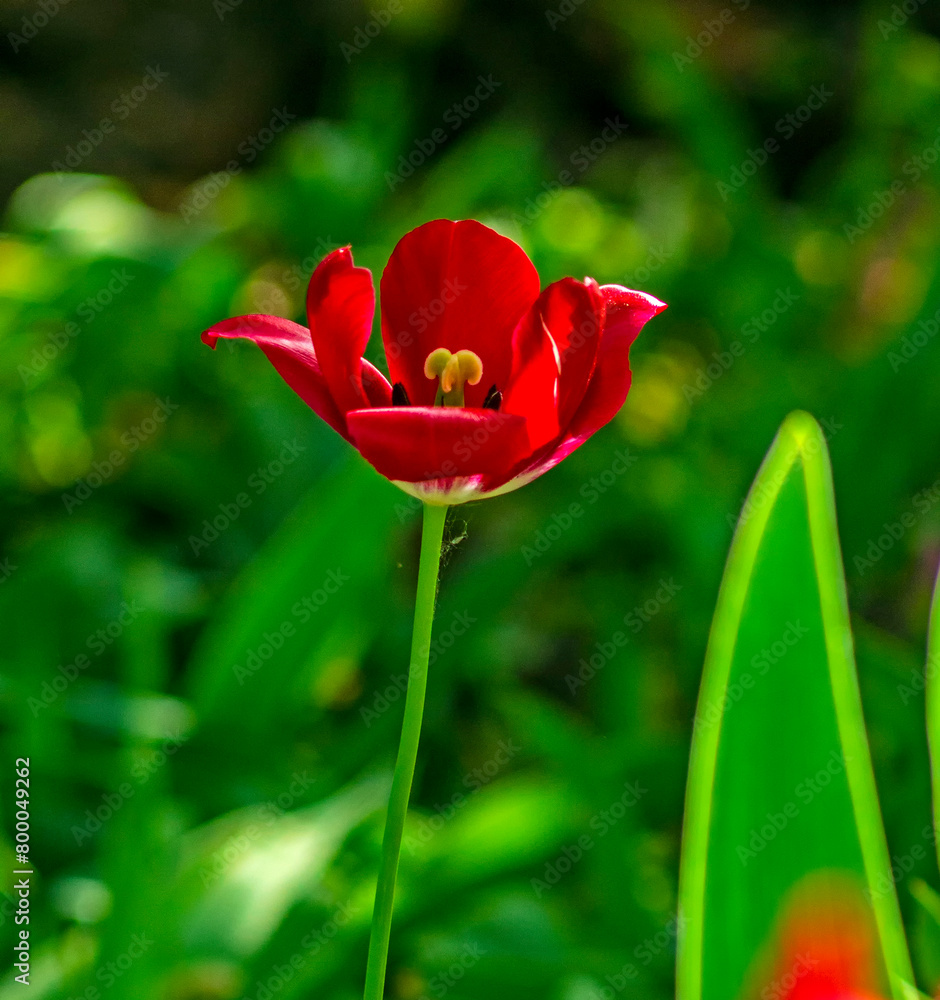 Red tulip in the garden.
