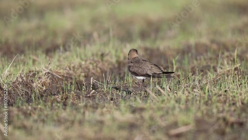 Oriental Pratincole (Glareola maldivarum) in Japan photo