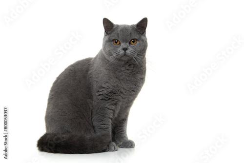 Pretty and proud british shorthaired cat sitting looking at the camera isolated on a white background © Elles Rijsdijk