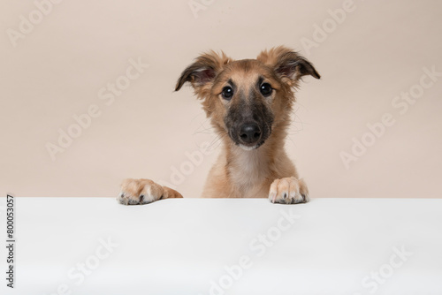 Portrait of a cute silken windsprite puppy on a sand colored background looking at the camera, with its paws over a white border © Elles Rijsdijk