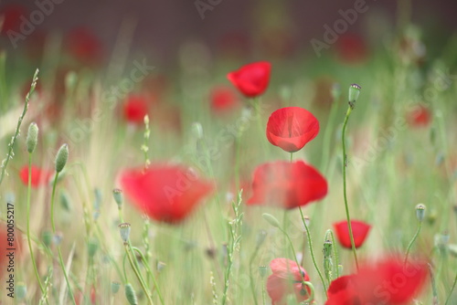 red poppies in the field 