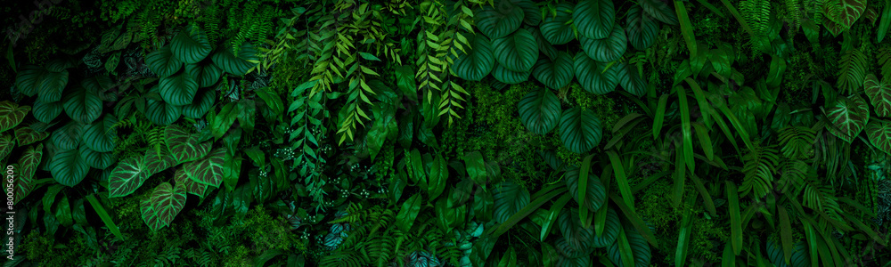 Fototapeta premium Leaf wall, plant wall, natural green wallpaper and background, nature wall, green forest nature background.