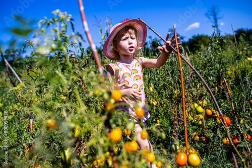 wholesome image of a child picking plump, red tomatoes from the vine. © Maryna