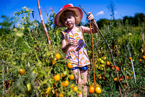 joy of gardening: a girl gathering sun-ripened tomatoes from the vine. © Maryna