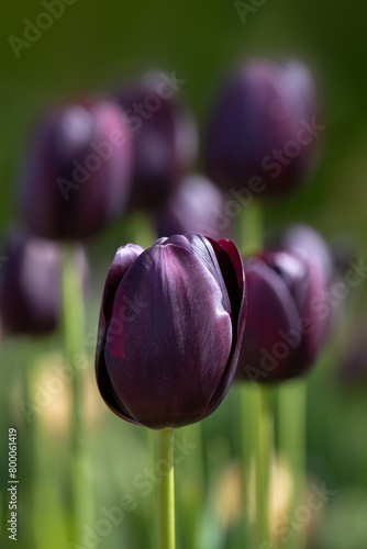 Closeup of flowers of Tulipa 'Queen of Night' in a garden in Spring