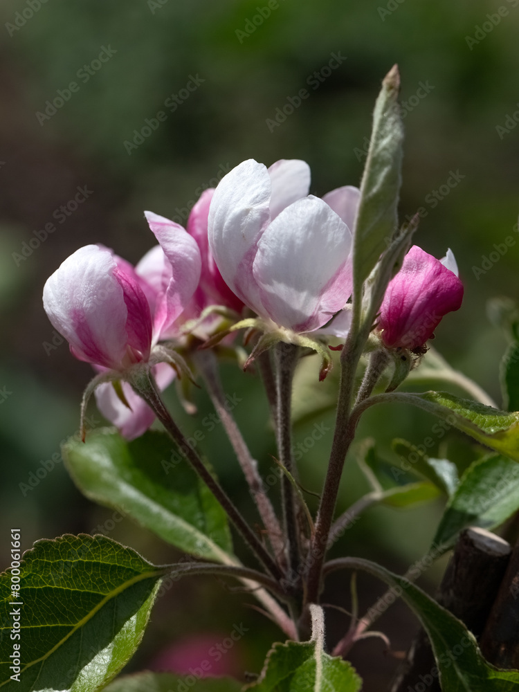 Closeup of flowers of Apple Malus domestica 'Red Falstaff' in a garden in Spring Closeup of flowers of Apple Malus domestica 'Red Falstaff' in a garden in Spring