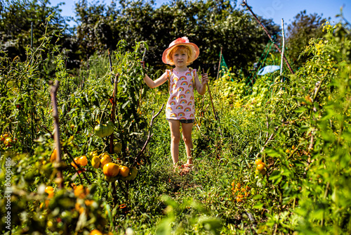 young gardener carefully selecting ripe tomatoes from her bountiful crop. © Maryna