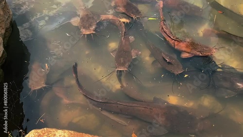 A huge flock of catfish feeding in a pond. Large catfish fish underwater photo