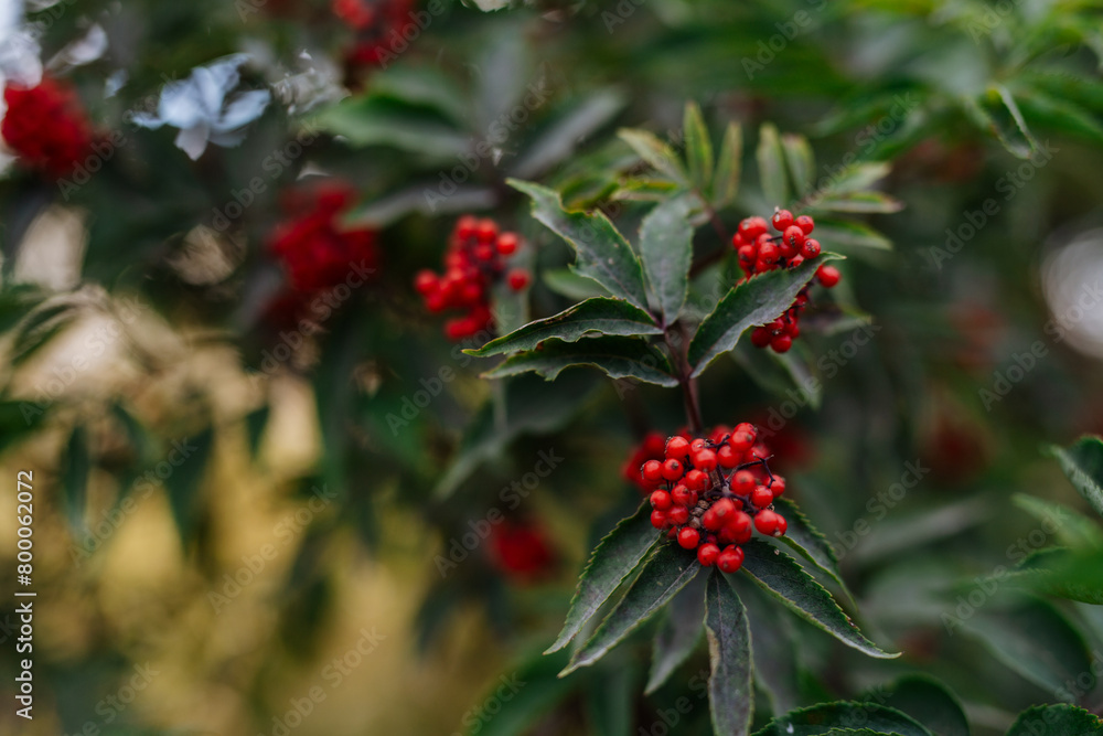 Close up of european holly plant with bright red fruits.