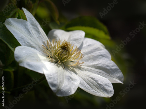 Closeup of a single flower of Clematis 'Gillian Blades' in a garden in Spring photo