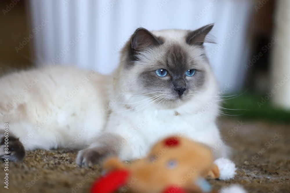 Fototapeta premium ragdoll cat