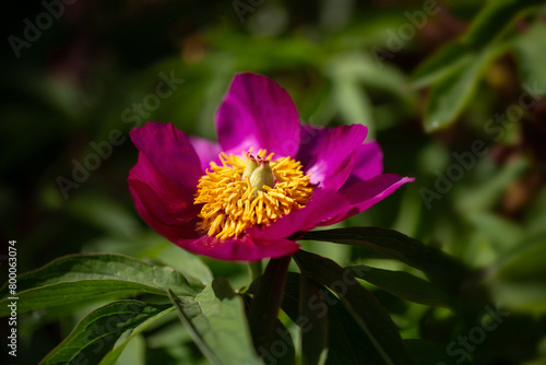 Closeup of a single flower of Paeonia anomala in a garden in Spring