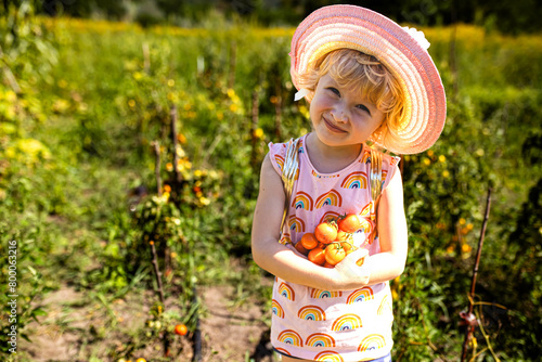From garden to plate: a young girl plucks ripe tomatoes from their vine with care. © Maryna
