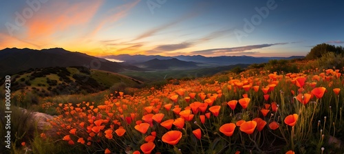 Vivid Blooms: A Close-Up of a Vibrant Poppy Field