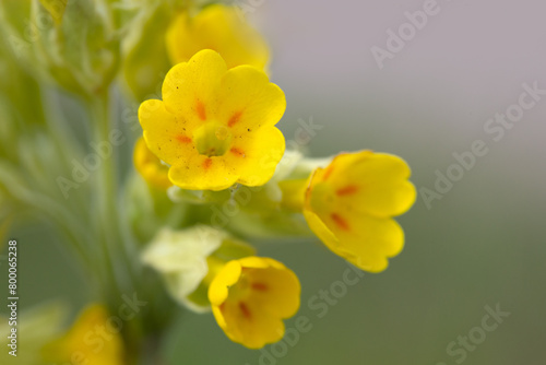 Closeup of flowers of wildflower common cowslip  Primula veris  in a meadow in Spring
