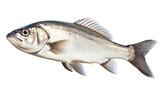 a silver fish with a white background