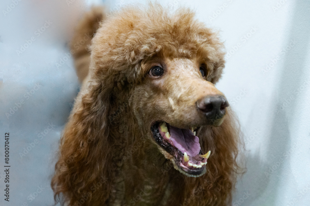Fototapeta premium Red royal poodle big dog portrait