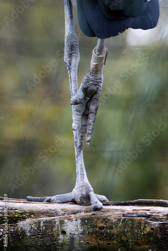 close up of the feet of a Marabou stork (Leptoptilos crumenifer) isolated on a natural green background photo