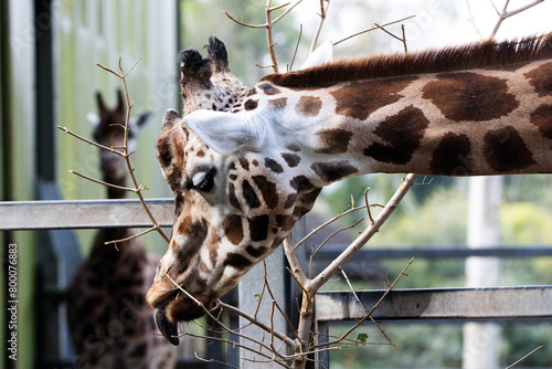 close up of the head of a Rothschild's giraffe (Giraffa camelopardalis rothschildi) eating photo