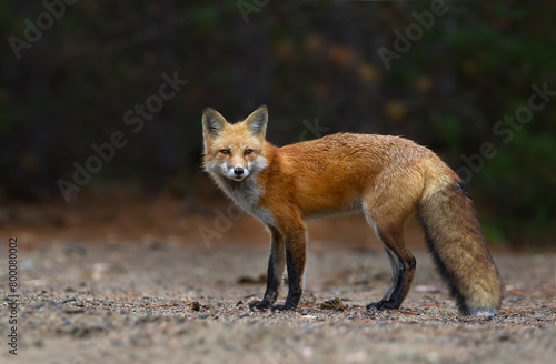 Red fox with a bushy tail hunting in the forest in Algonquin Park   Canada in autumn