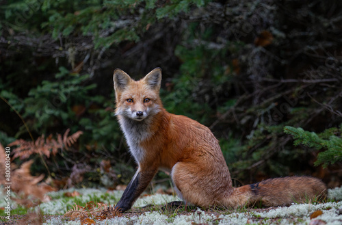 Red fox with a bushy tail hunting in the forest in Algonquin Park   Canada in autumn