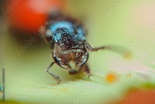 Close-Up of Ants Head in Natural Habitat © Fedoruk