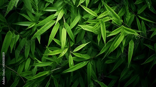 Closed up of bamboo leafs 