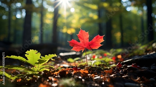 Red maple leaf falling down and laying on the forest photo
