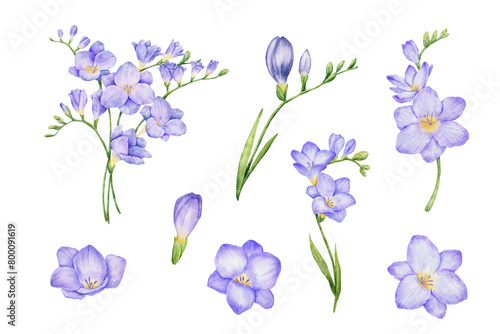 Watercolor violet freesia bouquet and bud illustrations set. Hand drawn color drawing isolated flowers
