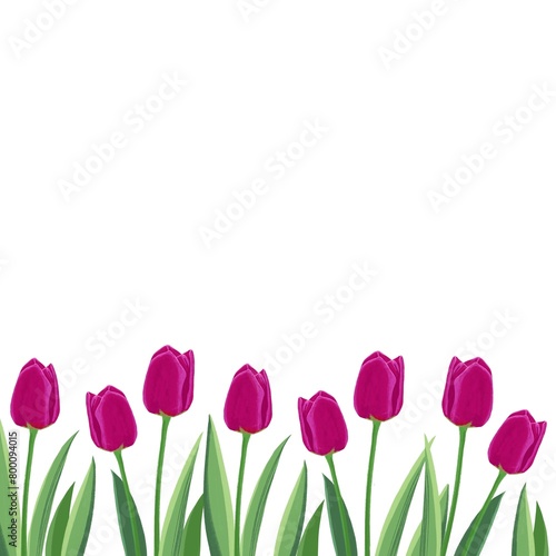 Spring flowers on white background. Violet tulips illustration. Simple flower decorative elements for cards. Easter decoration. Mother’s Day celebration. Floral frame