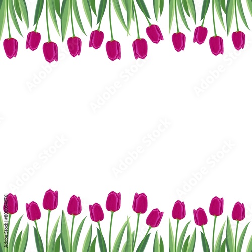 Spring flowers on white background. Violet tulips illustration. Simple flower decorative elements for cards. Easter decoration. Mother’s Day celebration. Floral frame