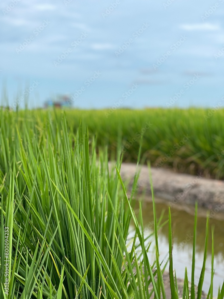 Scenic view of paddy field against sky. Photo taken in Sekinchan, Malaysia. Scenic view of paddy field against sky. Photo taken in Sekinchan, Malaysia.