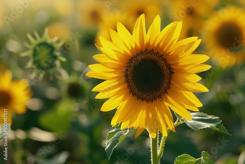 A single sunflower in a sunlit field  detailed view of its bright yellow petals and dark brown center  with soft-focus sunflowers and green foliage in the background