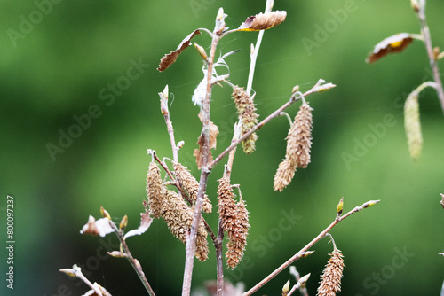 Aspen (Populus tremula) flowers isolated on a natural green background