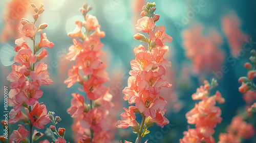 A close-up of delicate snapdragons resembling tiny dragon faces photo