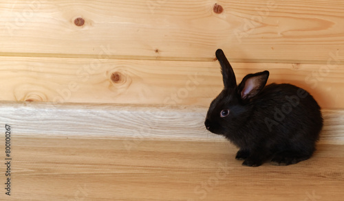 One little black rabbit sitting on a wooden background. PNG. Fear concept. Hare is a symbol of a Chinese calendar. Cute fun pet. Holiday gift for Christmas, New Year or Easter. Copy space