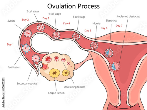 Stages of human ovulation and fertilization from Day 1 to implantation structure diagram hand drawn schematic vector illustration. Medical science educational illustration