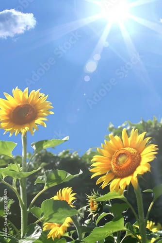 Two sunflowers are in a field with a blue sky in the background